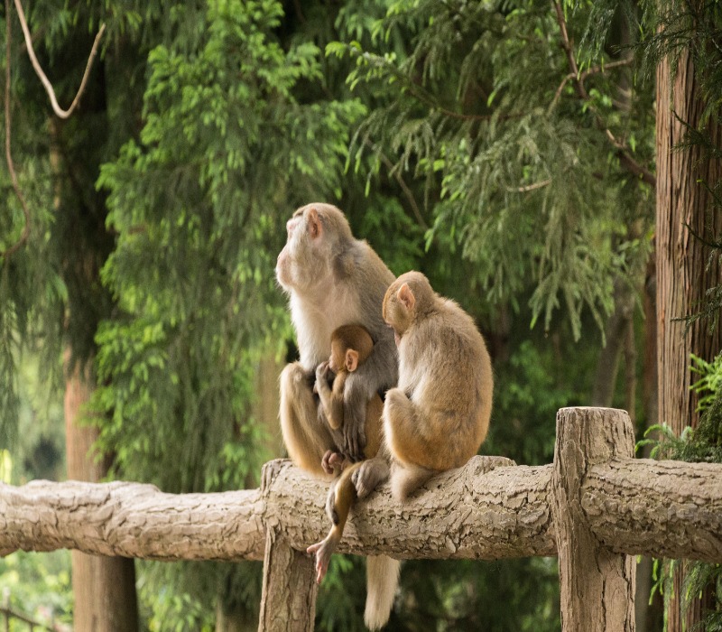 Monkeys